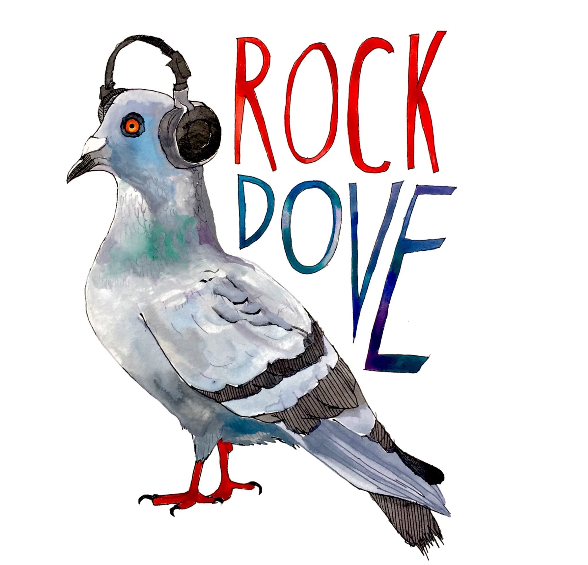 Rock Dove